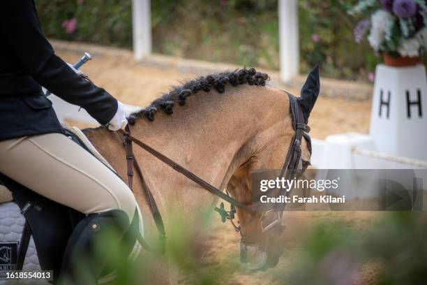 dressage rider on her horse. - dressage foto e immagini stock