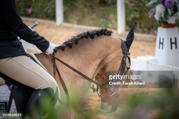 dressage rider on her horse. - equestrian individual dressage stock pictures, royalty-free photos & images