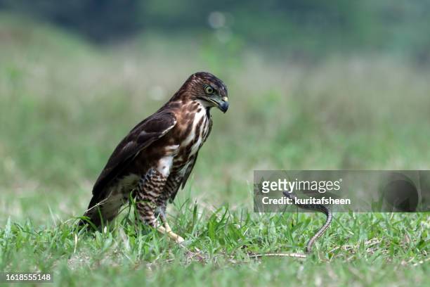 crested goshawk bird hunting a snake in the grass, indonesia - raptors stockfoto's en -beelden