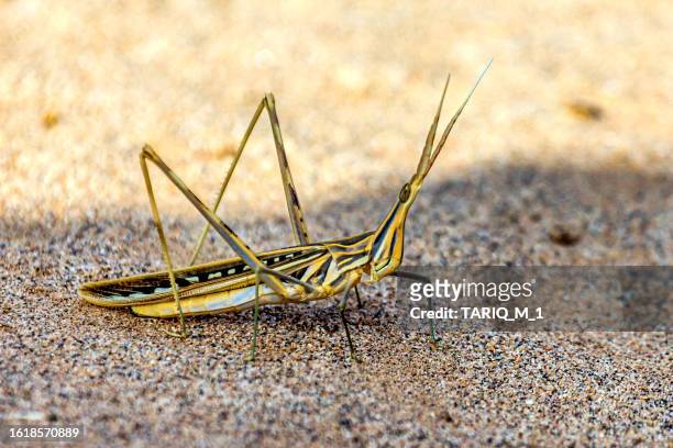 close-up of a locust in desert, saudi arabia - desert locust stock pictures, royalty-free photos & images