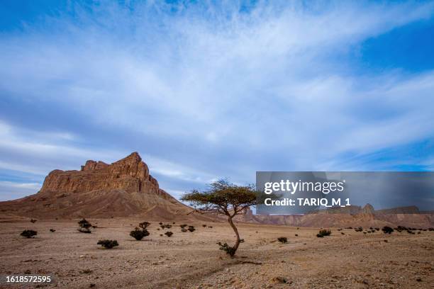 lone tree in front of jabal tuwaiq in desert, saudi arabia - escarpment stock pictures, royalty-free photos & images