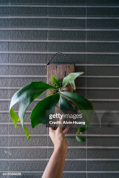 holding a lush green staghorn fern . - elkhorn fern stock pictures, royalty-free photos & images