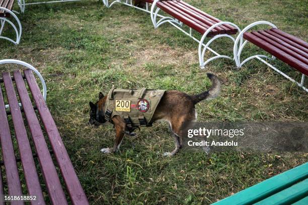 Search and rescue dog is seen during daily training at unit named Antares, which houses search and rescue dogs used by the General Staff of the Armed...