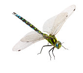 Close-up of a dragonfly isolated on a white background