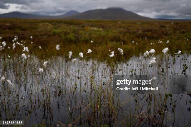 Fluffy heads of cotton grass emerge from the open water and bog mosses of The Flow Country’s peatland the largest continues blanket bog in Europe...