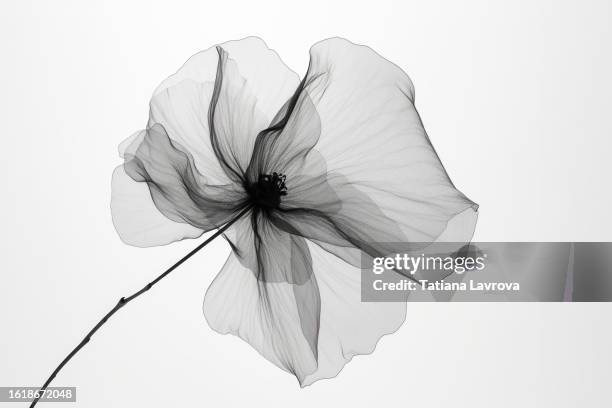 flower x-ray. abstract floral background with copy space. - röntgenbild bildbanksfoton och bilder