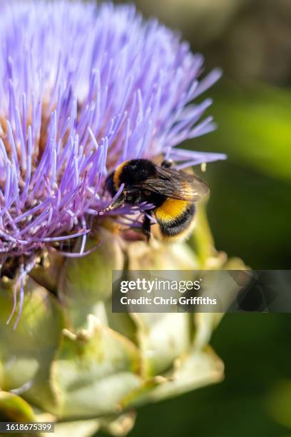 artichoke flower in full bloom during late summer, leominster, herefordshire, england, united kingdom - cardon photos et images de collection