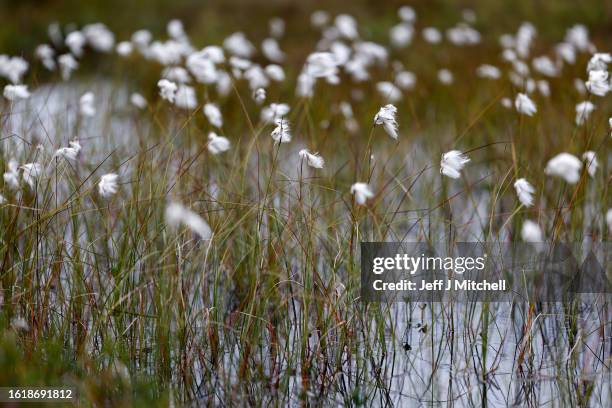 Fluffy heads of cotton grass emerge from the open water and bog mosses of The Flow Country’s peatland the largest continues blanket bog in Europe...