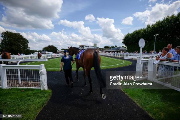 Runner enters the parade ring at Salisbury Racecourse on August 16, 2023 in Salisbury, England.