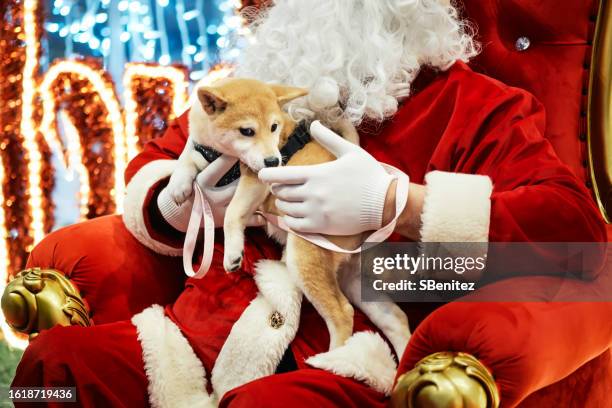 a dog in santa's hand - father christmas stock pictures, royalty-free photos & images