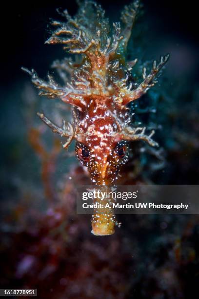 long snouted seahorse (hippocampus ramulosus) - hippocampus ramulosus stock pictures, royalty-free photos & images