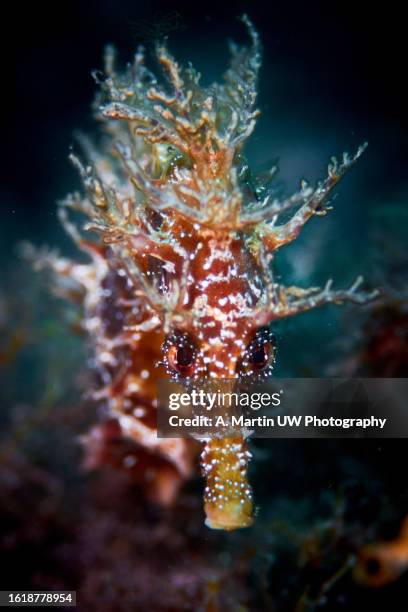 long snouted seahorse (hippocampus ramulosus) - hippocampus ramulosus stock pictures, royalty-free photos & images