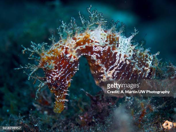 long snouted seahorse (hippocampus ramulosus) - threatened species stock-fotos und bilder