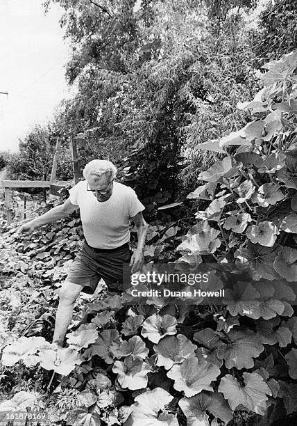 Lost In A Squast Jungle; Henry Wiens, a retired minister who lives at 1625 S. Zenobia, likes hubbard squash and apparently it likes him, too. The...