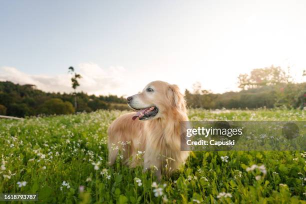 dog in a flower field - golden retriever bildbanksfoton och bilder