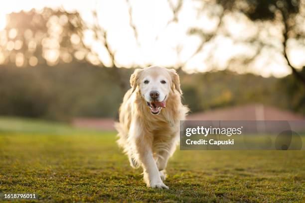 happy golden retriever walking in the nature - golden retriever stock pictures, royalty-free photos & images