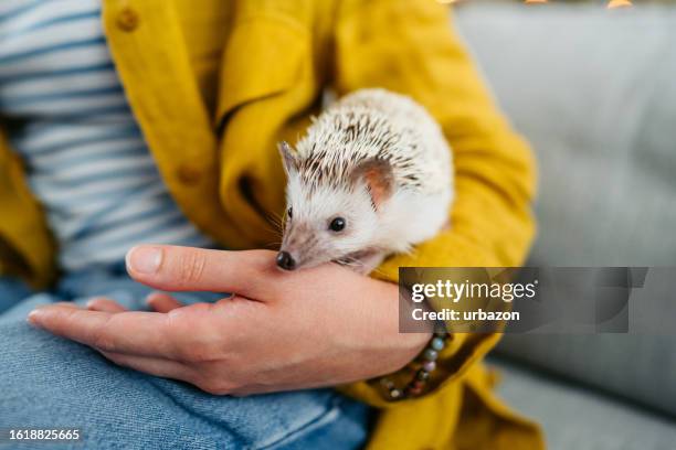 woman playing with hedgehog on the sofa - domestic animals bildbanksfoton och bilder