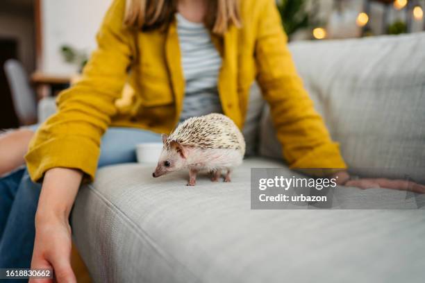 ソファでハリネズミと遊ぶ女性 - african pygmy hedgehog ストックフォトと画像