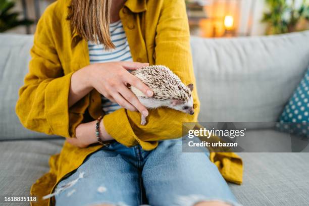 ソファでハリネズミと遊ぶ女性 - african pygmy hedgehog ストックフォトと画像