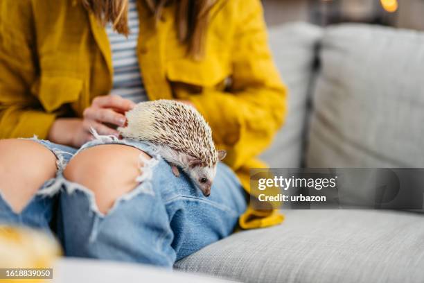 ソファでハリネズミと遊ぶ女性 - african pygmy hedgehog ストックフォトと画像