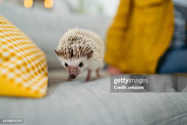 リビングルームのソファの上のかわいいハリネズミ - african pygmy hedgehog ストックフォトと画像