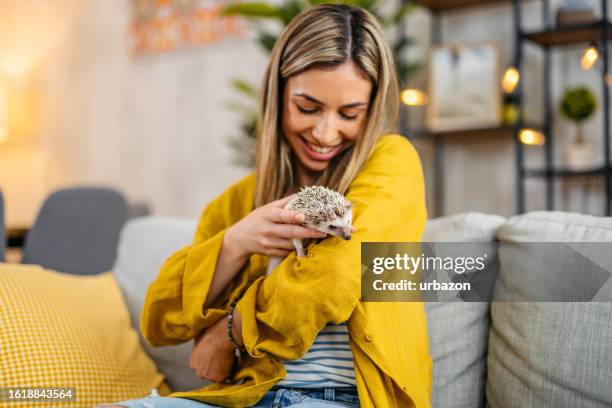 ソファでハリネズミと遊ぶ若い女性 - african pygmy hedgehog ストックフォトと画像