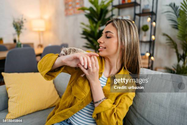 ソファでハリネズミと遊ぶ若い女性 - african pygmy hedgehog ストックフォトと画像