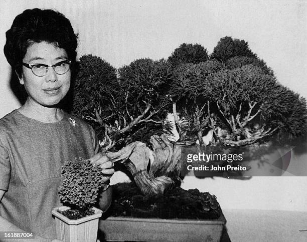 Tree Grows in Miniature; Mrs. Mary Nagai of Chicago, visiting in Denver, views an example of the ancient Japanese art of bonsai-miniature tree...
