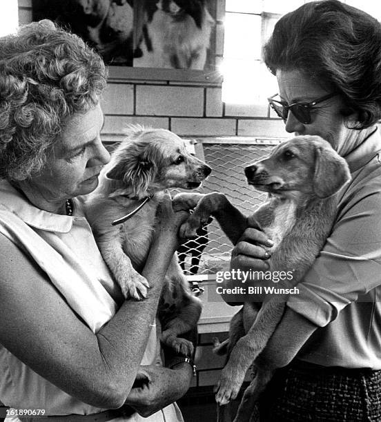 It's time for fun and frolic, puppy style, as two 10-week-old residents of the Dumb Friends League receive undivided attention of Mrs. James Arneill...