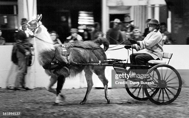 Bobra Goldsmith with her Llama Jester in competition at the national Western stock show Tuesday nite.;