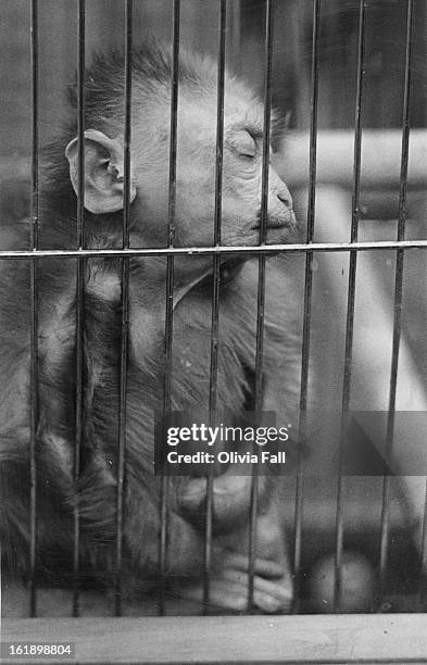 This small monkey got tired of looking at people who stand close to his glassed, air-conditioned headquarters. He awoke moments after photo was...