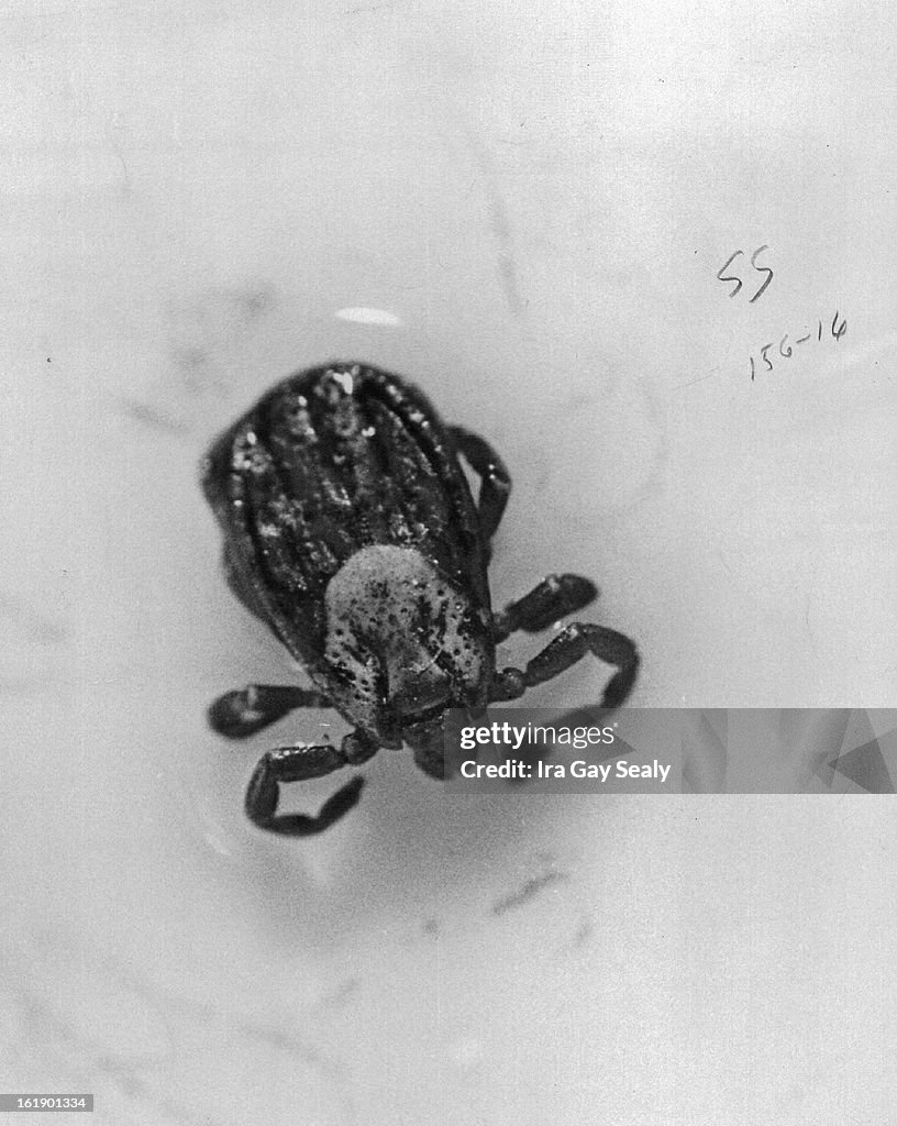 MAY 4 1971, MAY 10 1971; The eight-legged wood tick; Tick causes Rocky mountain spotted fever and ti