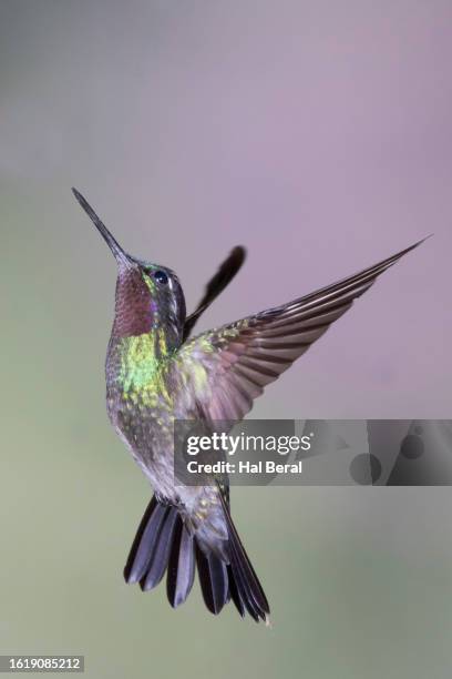 purple-throated mountain-gem male flying - purple throated mountain gem stock pictures, royalty-free photos & images