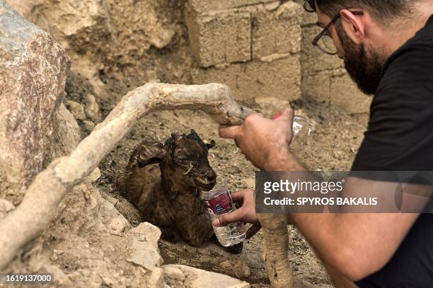 Local resident gives water to a kid as a wildfire spreads in Acharnes, north of Athens, on August 23, 2023. Greek firefighters on August 23, 2023...