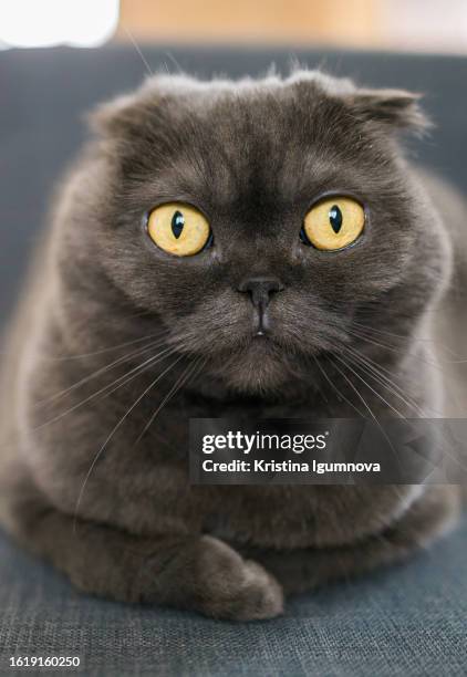 surprised  lazy cat lying on a sofa. scottish fold shorthair with blue gray - kitten purring stock pictures, royalty-free photos & images