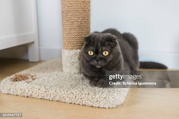 175 Scratching Post Texture Stock Photos, High-Res Pictures, and Images ...