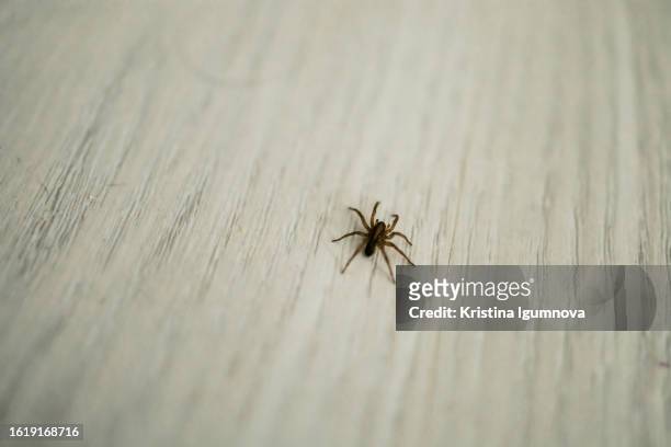 small spider crawls on the floor on  tiles copy space. pests and insects - ugly spiders stock pictures, royalty-free photos & images