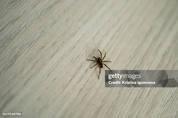 small spider crawls on the floor on  tiles copy space. pests and insects - ugly spiders fotografías e imágenes de stock