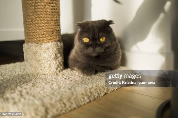 175 Scratching Post Texture Stock Photos, High-Res Pictures, and Images ...