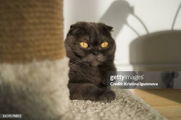 172 Scratching Post Texture Stock Photos, High-Res Pictures, and Images ...