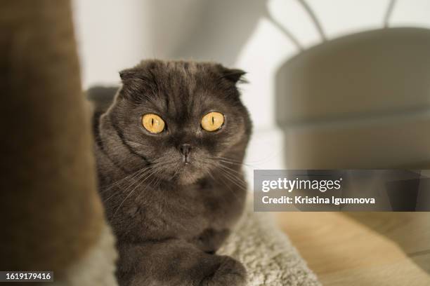 185 Scratching Post Texture Stock Photos, High-Res Pictures, and Images ...