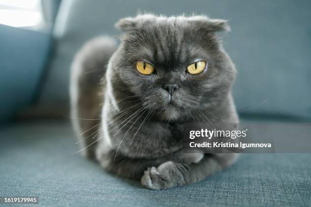 serious scottish fold cat lies on the sofa and looks intently at the camera - meowing ストックフォトと画像