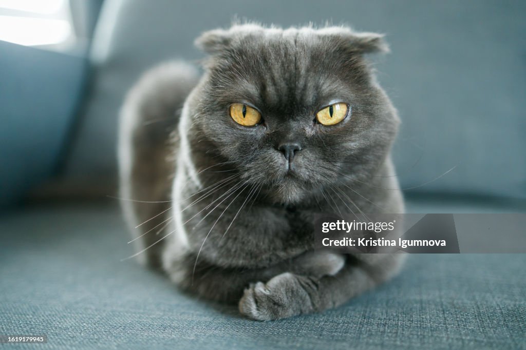 serious-scottish-fold-cat-lies-on-the-sofa-and-looks-intently-at-the-camera.jpg