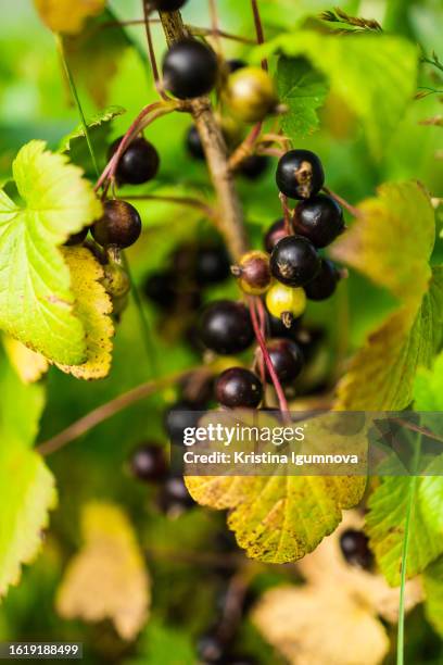 clusters of ripe black currant with green leaves on a branch in the garden. the concept of organic gardening. - cassis fruit stock-fotos und bilder