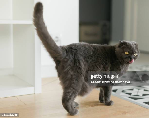 scottish fold cat portrait making funny face licking lips mouth - schotse-vouwoorkat stockfoto's en -beelden
