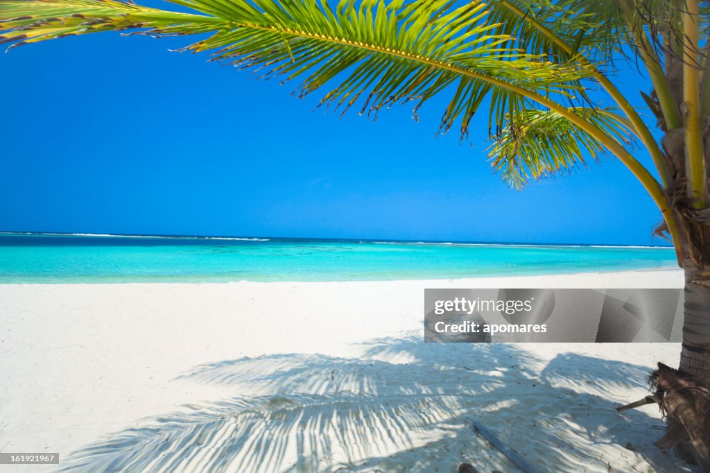 Tranquill tropical island beach in the Caribbean with palm trees