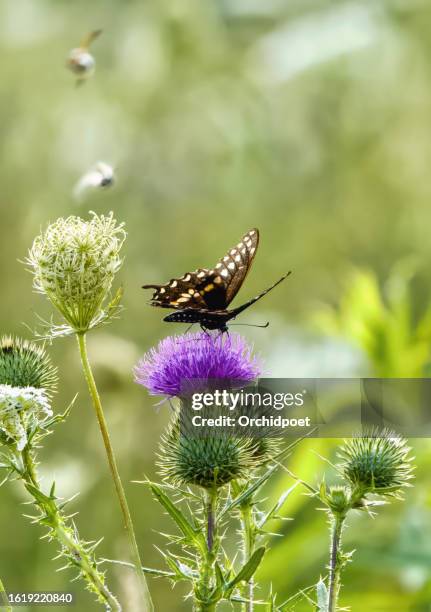 mariposa cola de golondrina y abejas - polinización fotografías e imágenes de stock