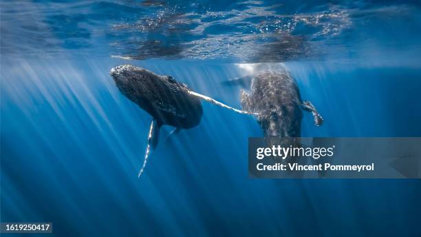 humpback whale - pod group of animals stock-fotos und bilder