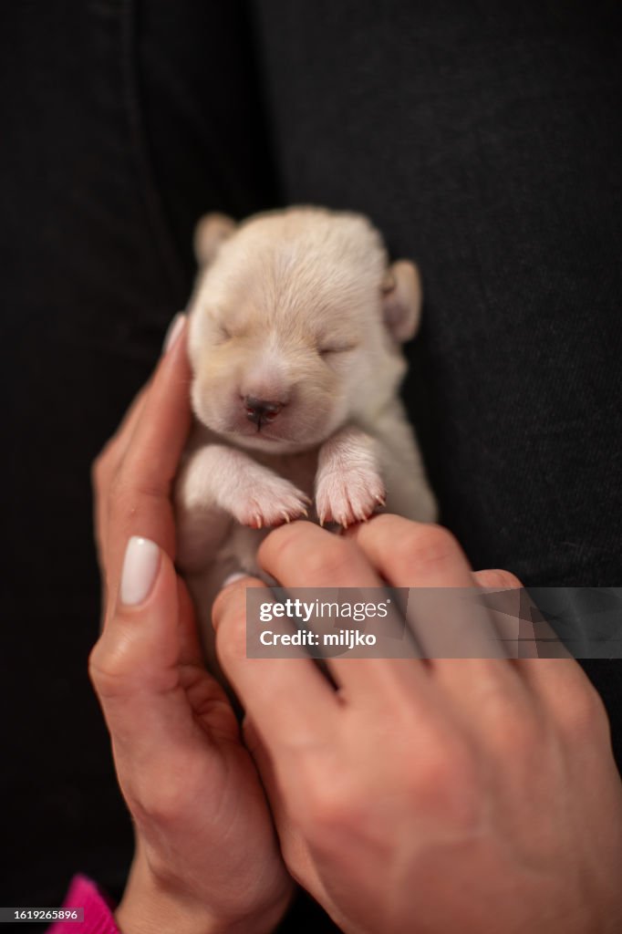 Mujer abrazando a un cachorro de labrador blanco de diez días