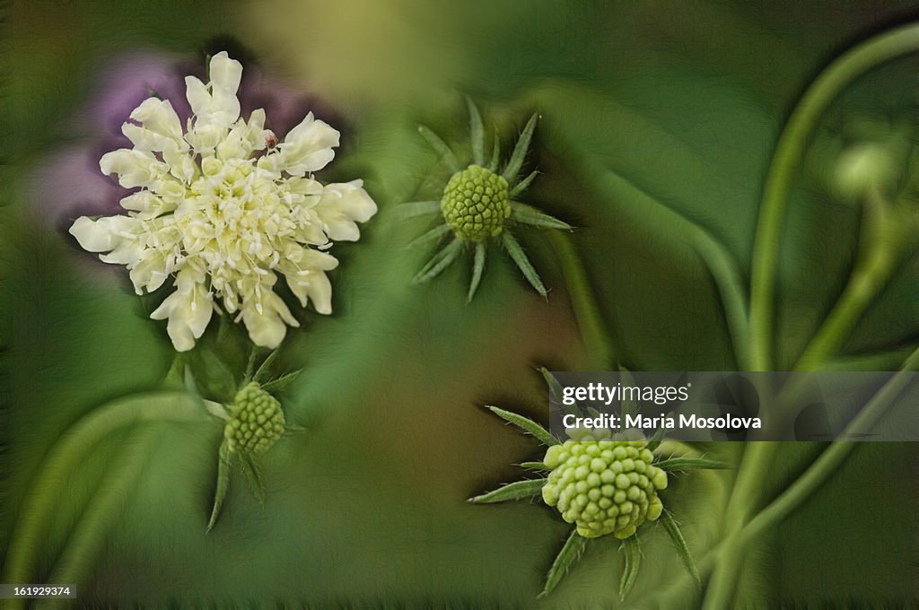 White Scabiosa caucasica Flower and Buds